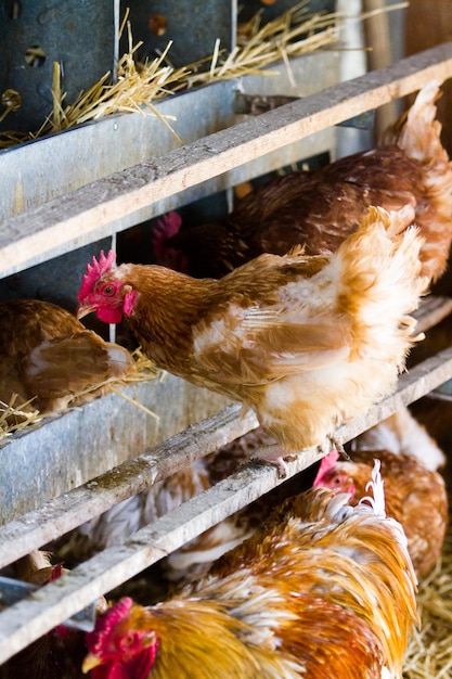 Photo free rrange  chickens on organic farm.