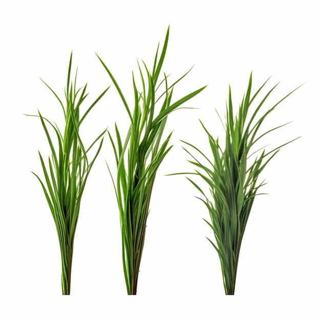 Free vector plant stems for front plan nature illustration isolated green