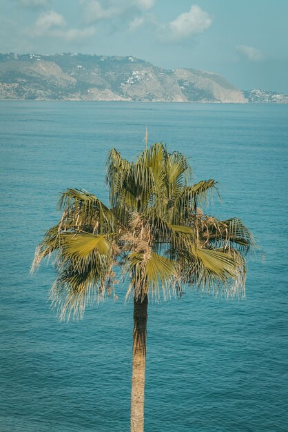 Foto giornata mondiale dell'acqua libera natura cascate marine palme albero