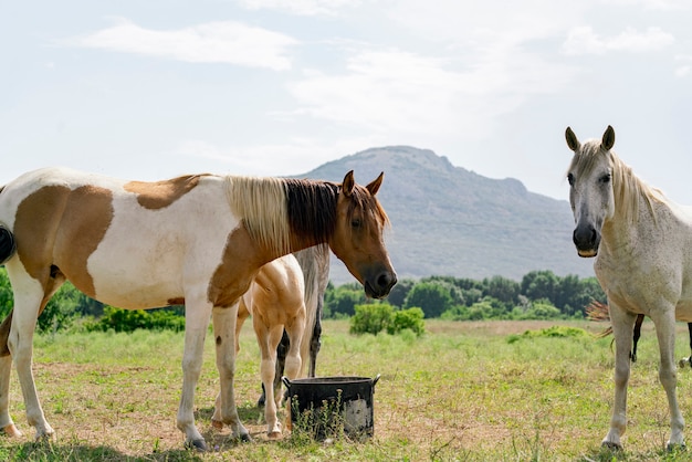 A freedom and happiness, herd of horses in the mountain wild nature