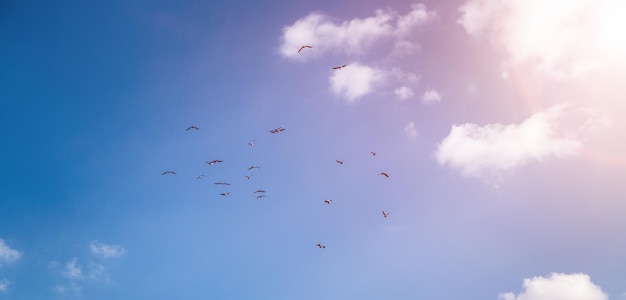 Freedom and spirituality concept Swarm of birds on the blue sky