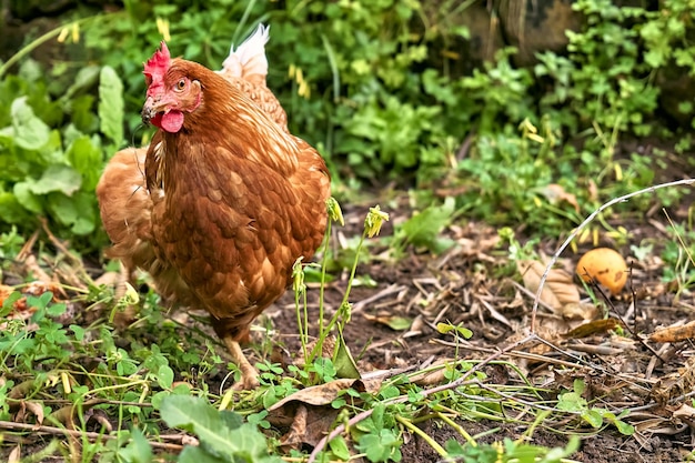 Домашняя курица свободного выпаса на традиционной органической птицеферме свободного выгула Взрослая курица гуляет по зеленой траве