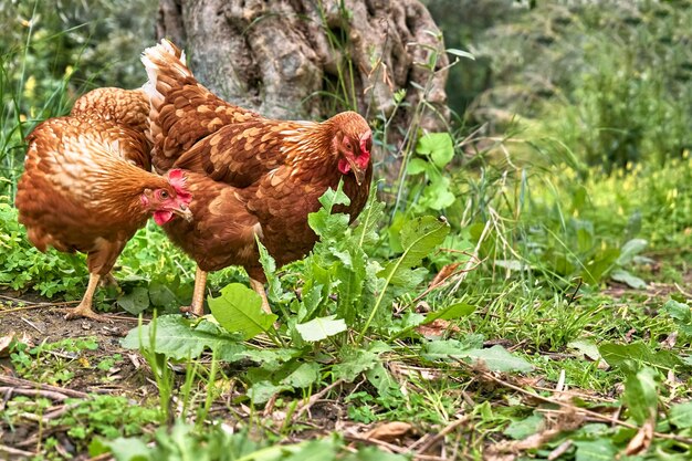 Freegrazing gedomesticeerde kippen op een traditionele biologische pluimveebedrijf met vrije uitloop Volwassen kippen lopen op het groene gras