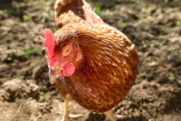 Freegrazing tamme kip op een traditionele biologische pluimveehouderij met vrije uitloop Volwassen kip die op de grond loopt