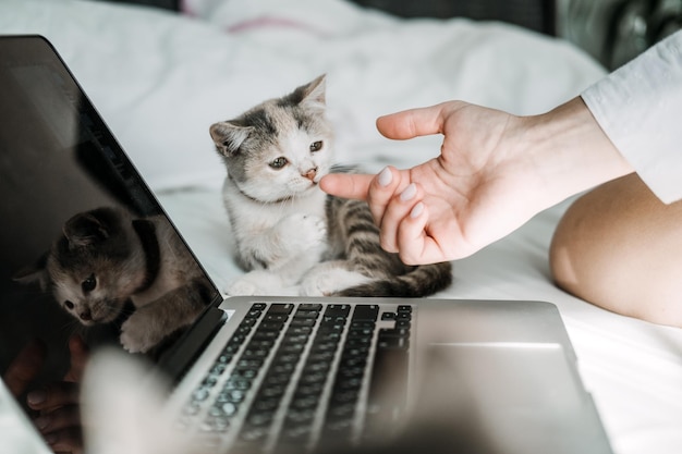 フリーランスの在宅勤務 猫がラップトップで遊ぶ 小さな子猫がノートパソコンを探している 雌