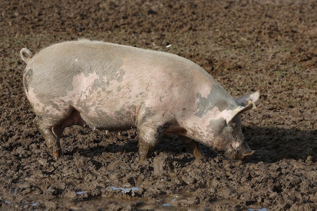 Photo freerange pigs