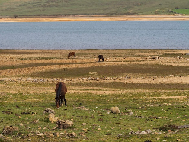 Freeroaming horses grazing by a lake