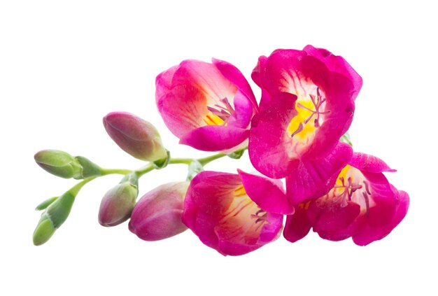 Photo freeseia fresh dsrk pink flowers isolated on white background