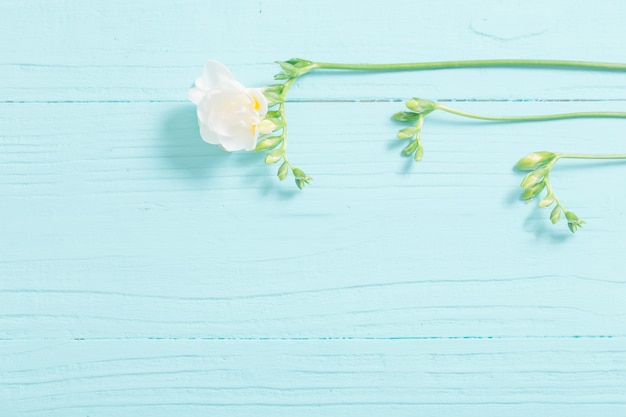 Freesia flowers on painted wooden background