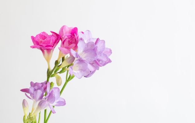 Freesia flowers on white background