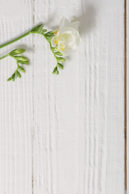 Freesia flowers on white wooden background