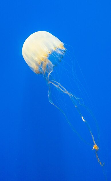 Photo freeswimming jellyfish