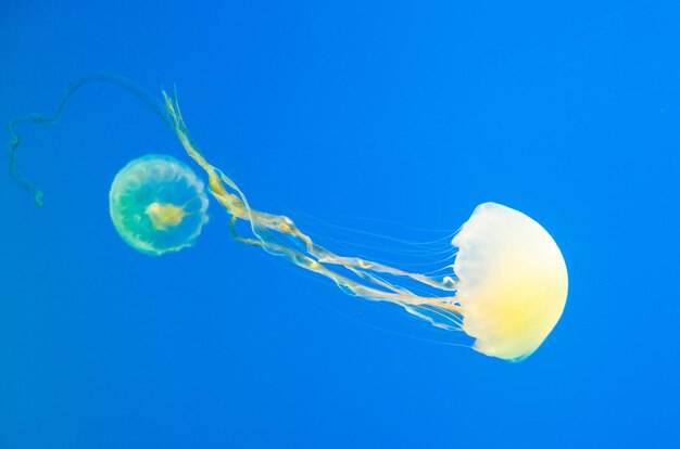 Photo freeswimming jellyfish