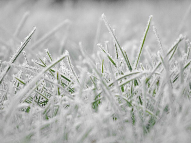 Photo freeze garden herb photo