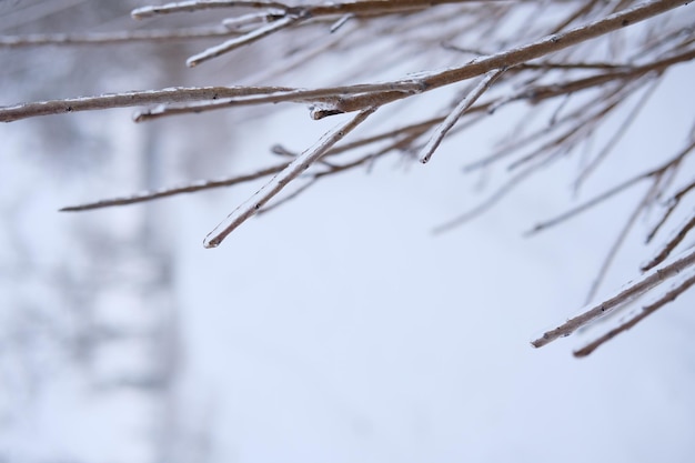 Freezing flower plant in ice on the snow meadow  high vertical quality photo