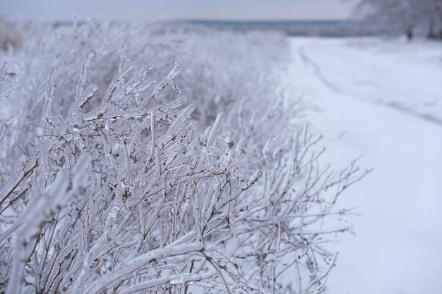 Foto congelamento di piante di fiori in ghiaccio sulla neve meadowhigh foto di qualità orizzontale