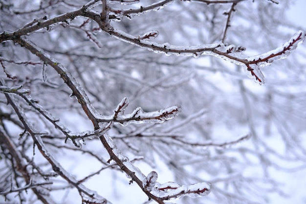 Photo freezing flower plant in ice on the snow meadowhigh vertical quality photo