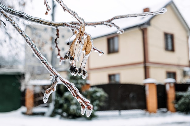 Freezing rain icing hazards frozen tree branch and house in winter city icy tree branches closeup