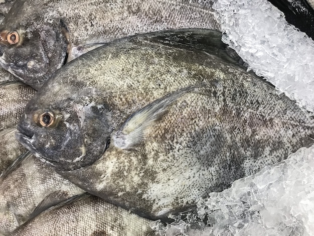 Freezing White pomfret fish on ice in market for sell.