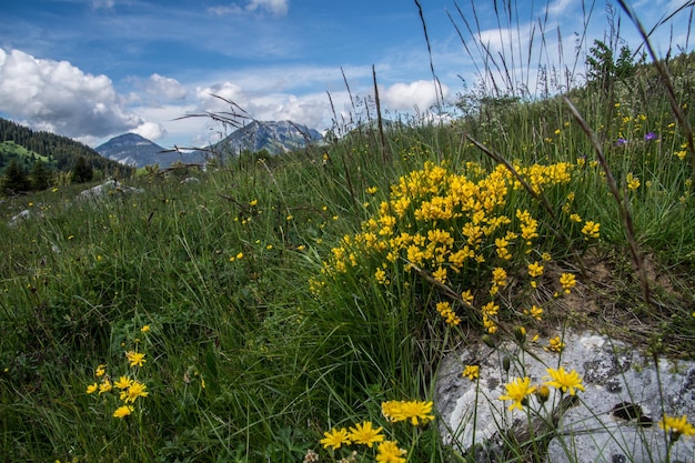 French alps landscape