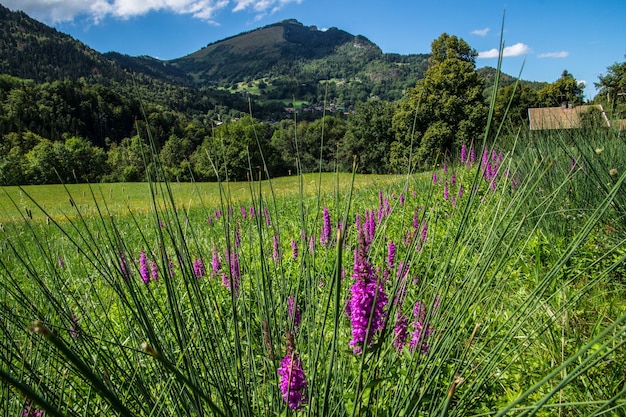 French alps landscape