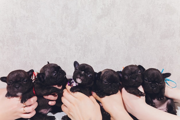 French baby bulldog puppies posing puppy sitting and looking to the side.