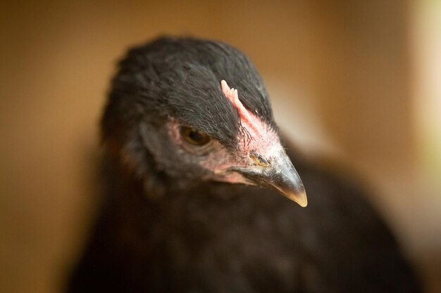 French black copper marans pullet