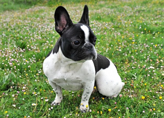 French bouledogue