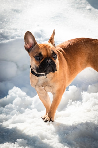 雪の上に立っているフランスのブルドッグ犬