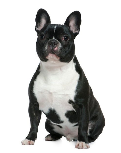 French bulldog, 1 and a half years old. Dog portrait isolated