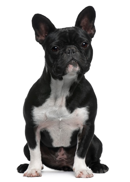 French Bulldog, 11 months old, sitting in front of white wall