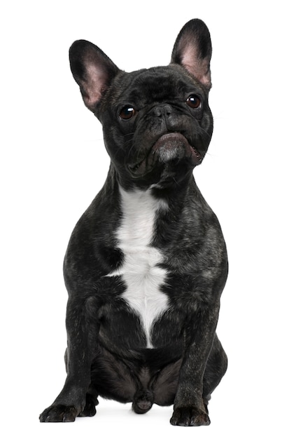 French Bulldog, 12 months old, sitting in front of white wall