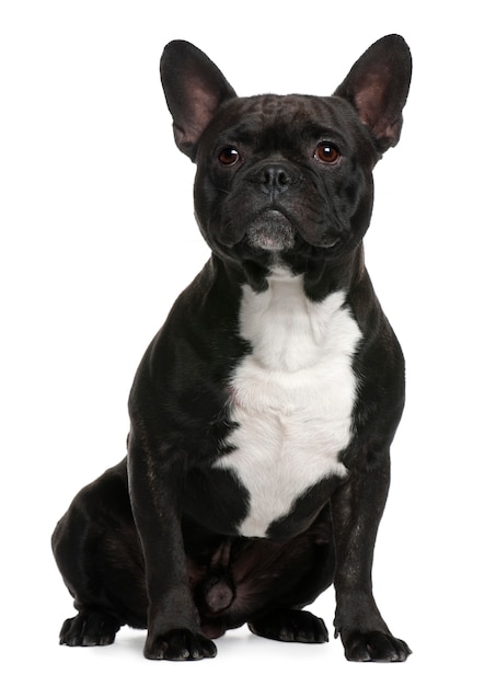 French Bulldog, 18 months old, sitting in front of white wall