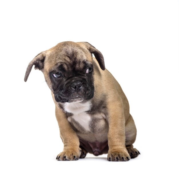 French Bulldog , 3 months old, sitting against white background