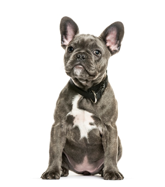 Photo french bulldog, 3 months old, sitting in front of white background