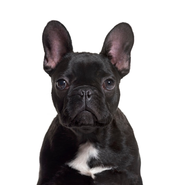 58,000+ French Bulldog Head Pictures