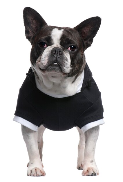 French Bulldog, 4 years old, dressed in black top standing in front of white wall