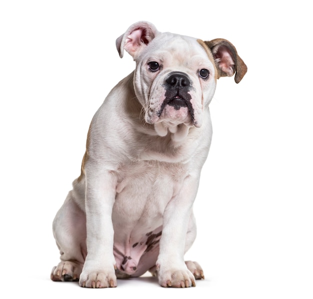 Bulldog francese, 5 mesi, seduto su sfondo bianco