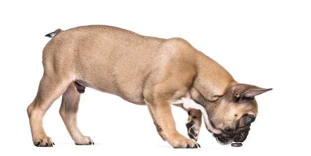 French Bulldog, 5 months old, standing against white background