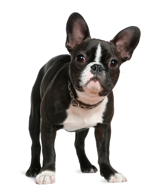 French bulldog, 5 months old, standing