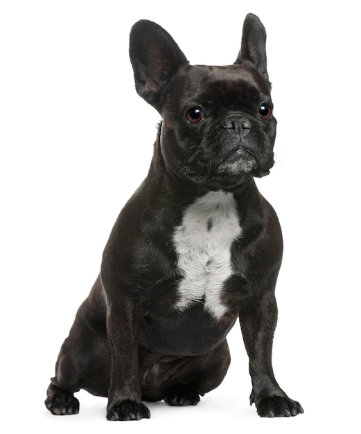 French Bulldog, 5 years old, sitting in front of white wall