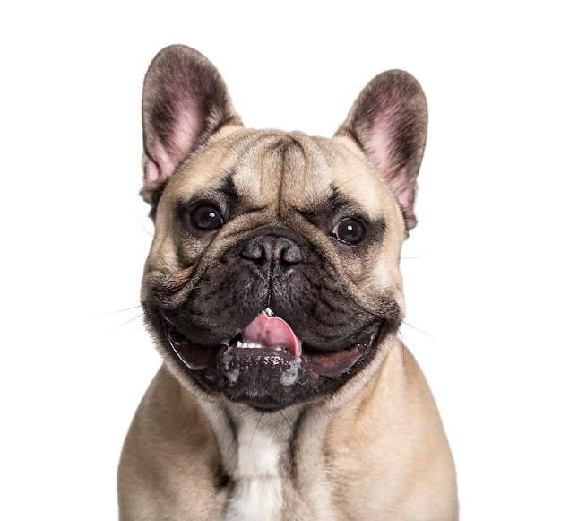 French Bulldog 7 months looking at camera against white backg