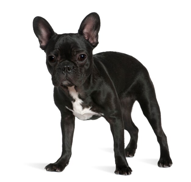 French bulldog, 8 months old, standing in front of white wall