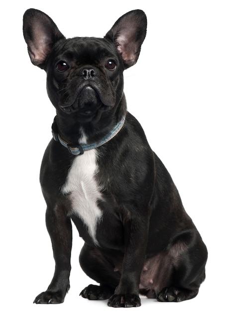 French bulldog, 9 months old, sitting