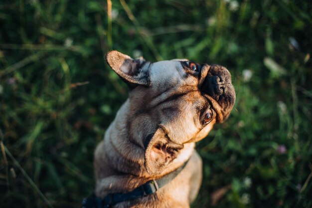 Photo french bulldog on the background of green grass close-up