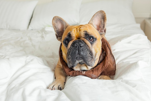 Bulldog francese crogiolarsi in un letto bianco