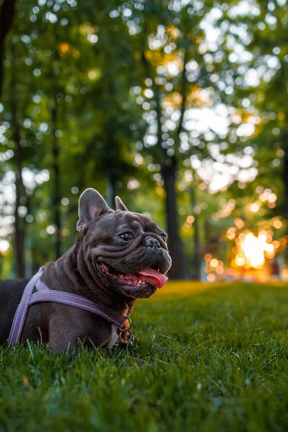 French bulldog black color in the park at sunset