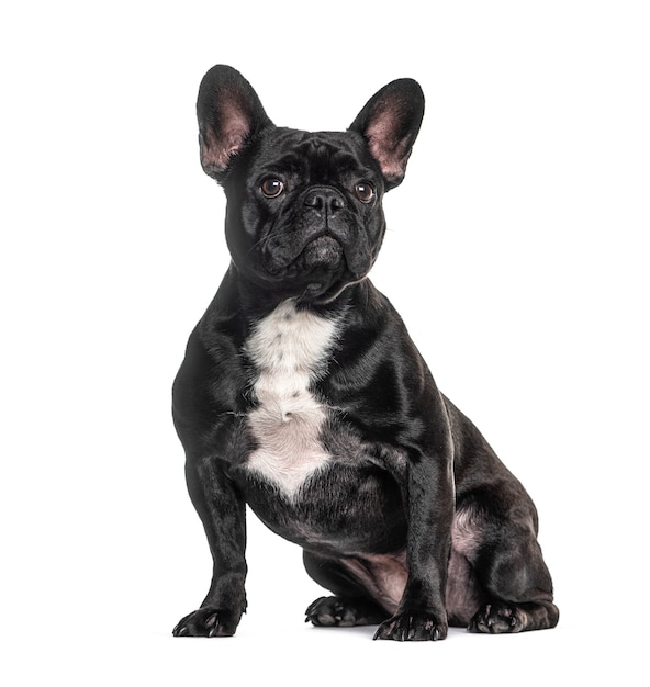 French bulldog black, sitting, isolated