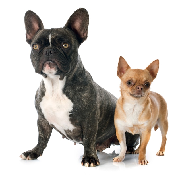 french bulldog and chihuahua