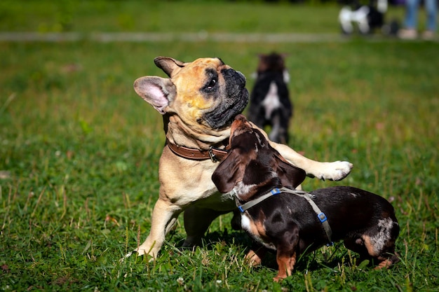 French bulldog and dachshund are playing on the green field.